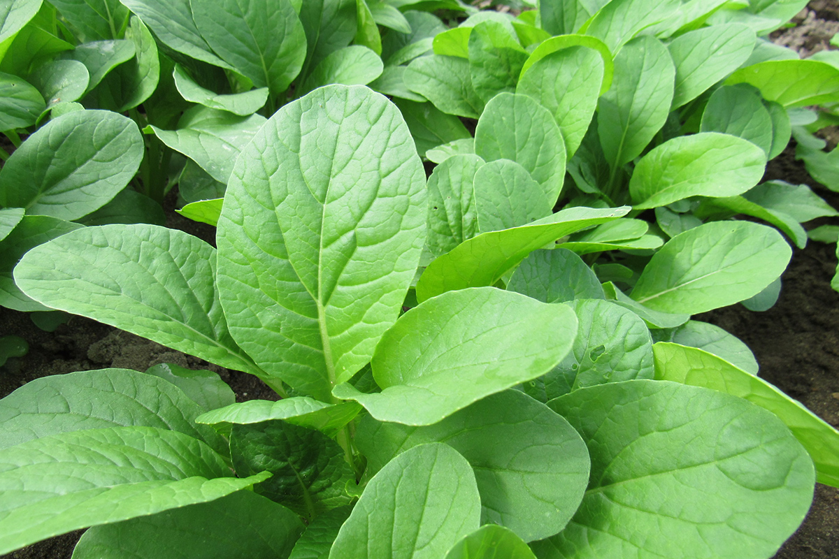 【写真1】　栽培の難易度初級のコマツナ