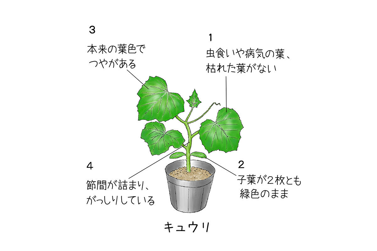 【図1】良い苗を選ぶポイント（キュウリ）